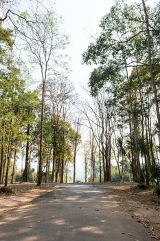 Asphalt Road and Tree Landscape