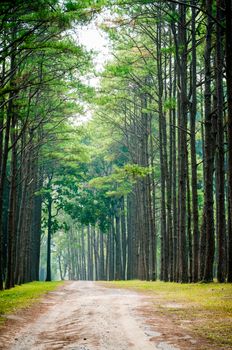 path and pine tree forest landscape