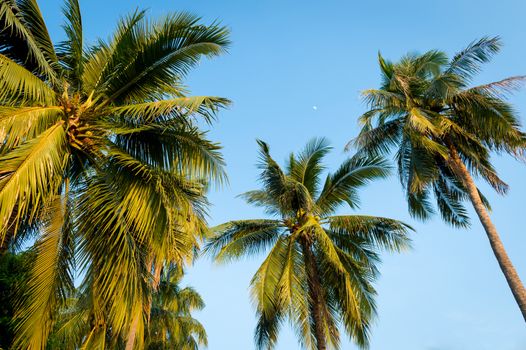 coconut tree and blue sky
