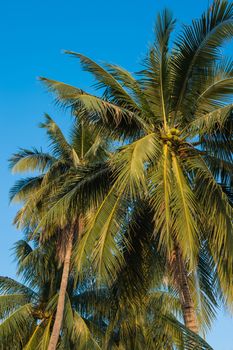 coconut tree and blue sky