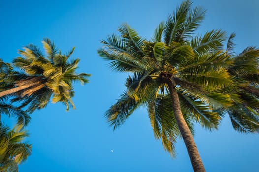 coconut tree and blue sky