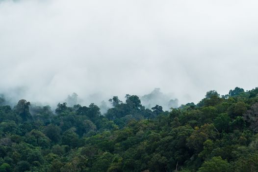 fog on tree forest closeup