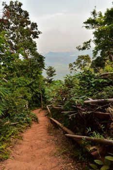 soil road in forest