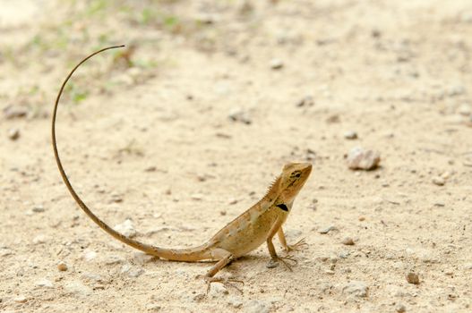 closeup of lizard in the forest