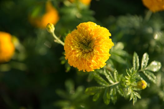 Yellow marigold flower closeup