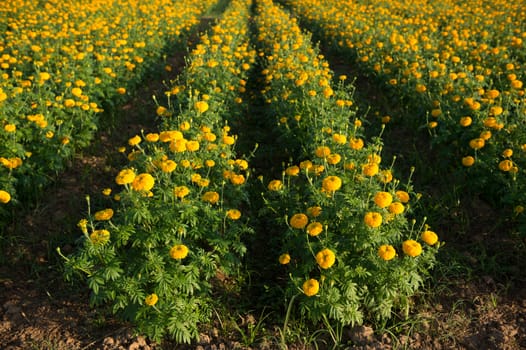 Yellow marigold flower farm