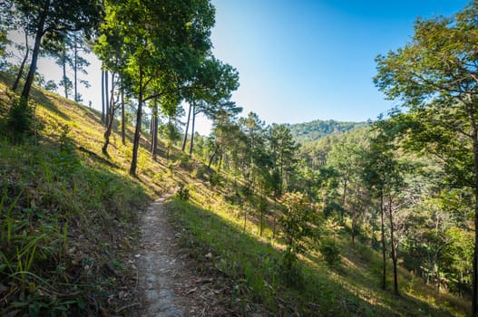 path in forest landscape