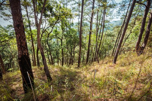 tree forest landscape