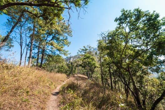 path in forest landscape