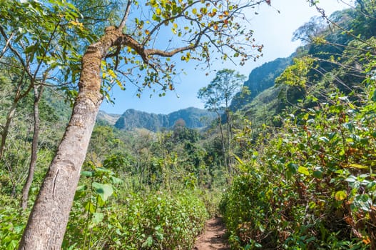 path in forest landscape