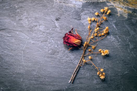 Closeup of Dry Rose Flower on Stone