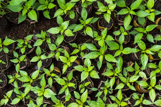 closeup of young chili plant