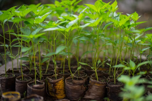 closeup of young chili plant