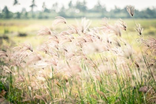 grass flower closeup of garden landscape