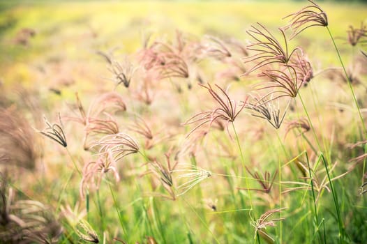 grass flower closeup of garden landscape