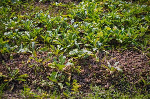 white radish plant in farmland