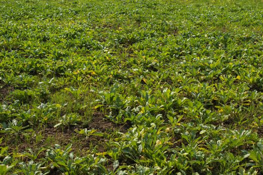 white radish plant in farmland