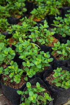 peppermint plant in potted closeup