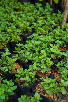 peppermint plant in potted closeup