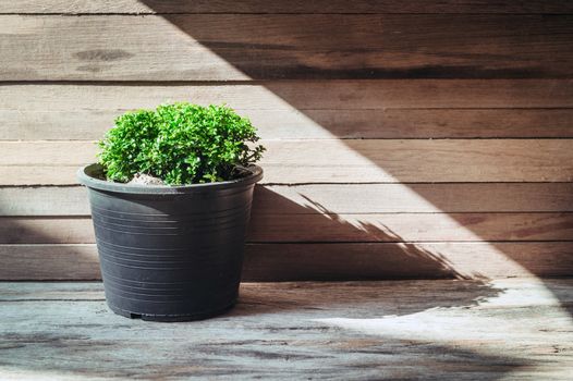 closeup green tree on flower pot and wooden background