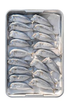 Indian-Mackerel fish isolated on white