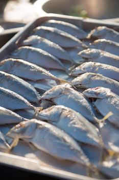 Indian-Mackerel fish closeup of raw food