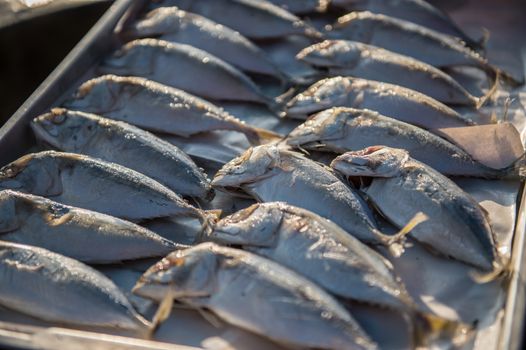 Indian-Mackerel fish closeup of raw food
