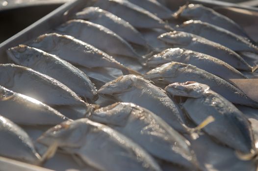 Indian-Mackerel fish closeup of raw food