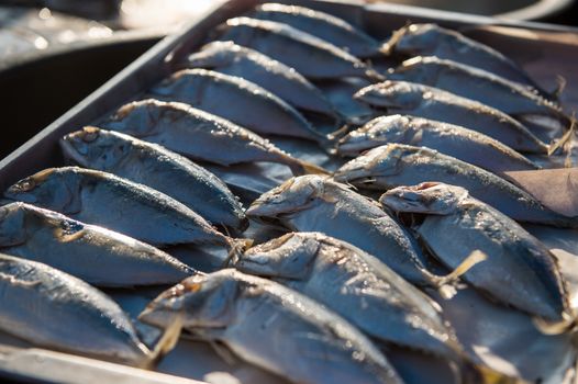 Indian-Mackerel fish closeup of raw food