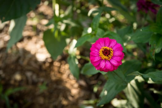 zinnia flower closeup in the garden