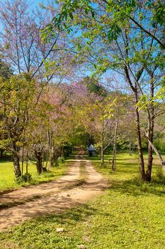 landscape of Prunus cerasoides flower in the natural park