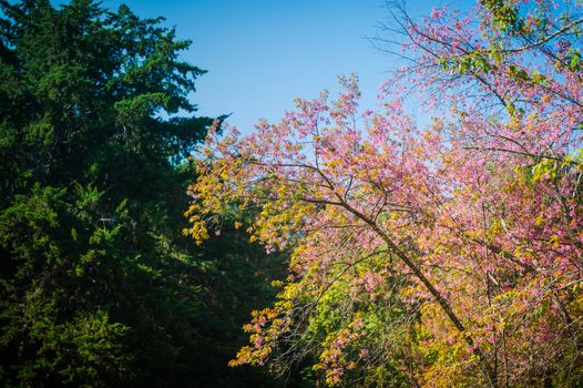 Prunus cerasoides flower in the natural park