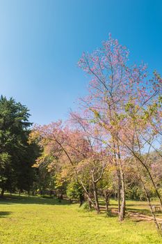 landscape of Prunus cerasoides flower in the natural park