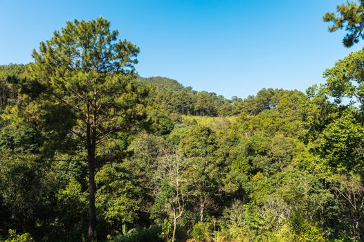 green tree in the mountain landscape.