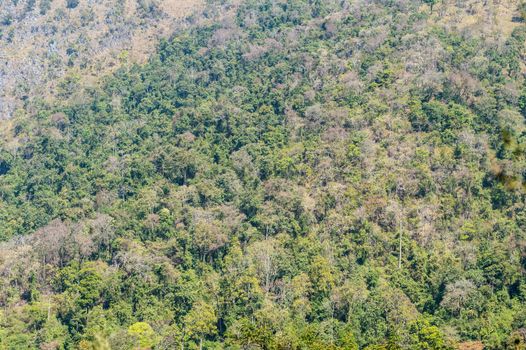pattern of green tree in the mountain landscape.