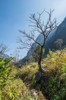 green tree and stone in the forest landscape.