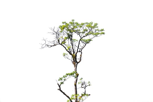tree isolated on white