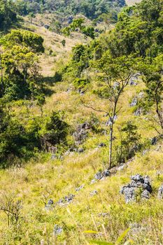 green tree and stone in the forest landscape.