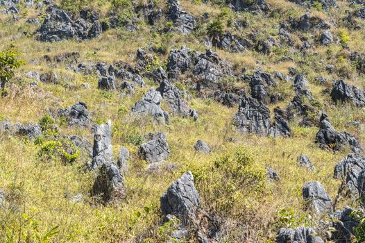 pattern of green tree and stone in the mountain landscape.