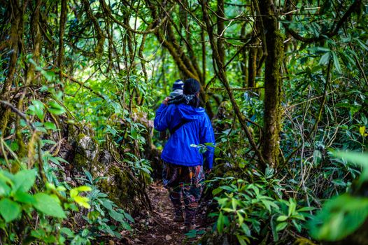 traveler walking on the path in forest