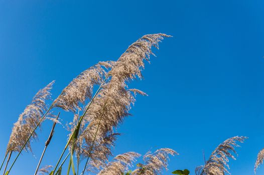 closeup of flower grass and blue sky