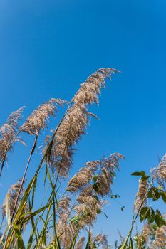 closeup of flower grass and blue sky