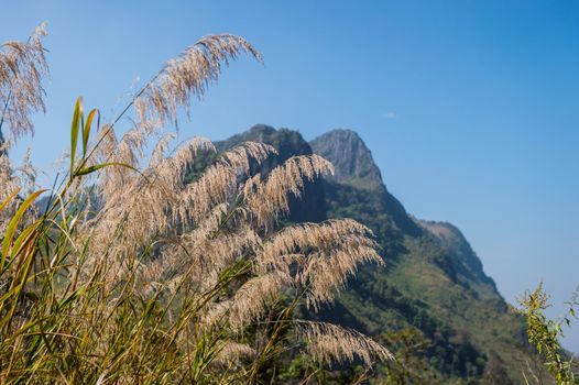 closeup of flower grass and blue sky