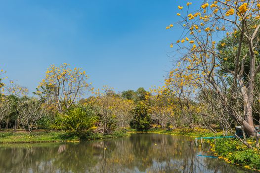 Tabebuia tree in the garden landscape