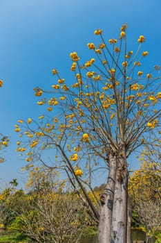 Tabebuia flower closeup and blue sky