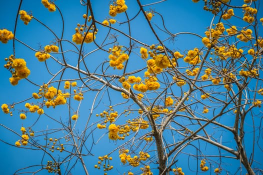 Tabebuia flower closeup and blue sky