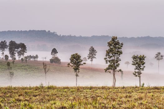 landscape of tree and fog in the forest