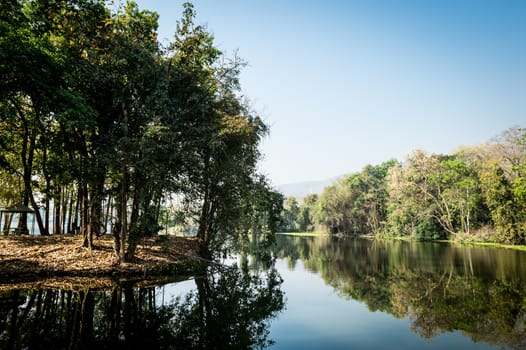 tree and marsh in the forest landscape