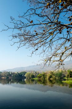 branch of tree and marsh in the forest landscape