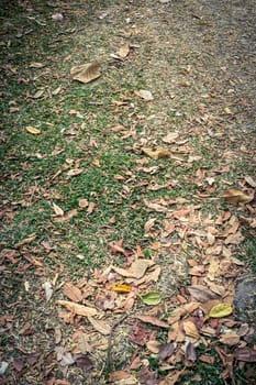 dry leaf on grass in garden